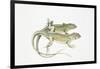 Two Lizards-null-Framed Giclee Print