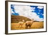 Two Llamas, Sacsayhuaman Ruins, Cusco, Peru, South America-Laura Grier-Framed Photographic Print