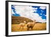 Two Llamas, Sacsayhuaman Ruins, Cusco, Peru, South America-Laura Grier-Framed Photographic Print