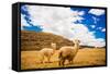 Two Llamas, Sacsayhuaman Ruins, Cusco, Peru, South America-Laura Grier-Framed Stretched Canvas