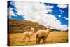 Two Llamas, Sacsayhuaman Ruins, Cusco, Peru, South America-Laura Grier-Stretched Canvas