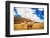 Two Llamas, Sacsayhuaman Ruins, Cusco, Peru, South America-Laura Grier-Framed Photographic Print