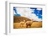 Two Llamas, Sacsayhuaman Ruins, Cusco, Peru, South America-Laura Grier-Framed Photographic Print