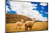 Two Llamas, Sacsayhuaman Ruins, Cusco, Peru, South America-Laura Grier-Mounted Photographic Print