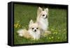 Two Long-Haired Chihuahuas Outside-null-Framed Stretched Canvas