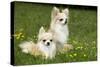 Two Long-Haired Chihuahuas Outside-null-Stretched Canvas