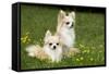 Two Long-Haired Chihuahuas Outside-null-Framed Stretched Canvas