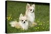 Two Long-Haired Chihuahuas Outside-null-Stretched Canvas