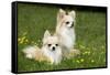 Two Long-Haired Chihuahuas Outside-null-Framed Stretched Canvas
