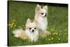 Two Long-Haired Chihuahuas Outside-null-Stretched Canvas