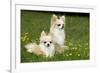 Two Long-Haired Chihuahuas Outside-null-Framed Photographic Print