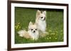 Two Long-Haired Chihuahuas Outside-null-Framed Photographic Print