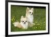 Two Long-Haired Chihuahuas Outside-null-Framed Photographic Print