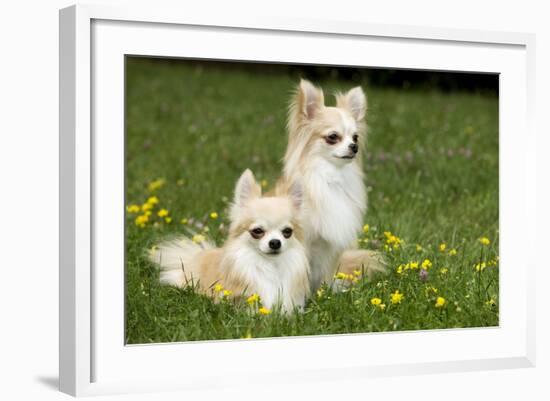 Two Long-Haired Chihuahuas Outside-null-Framed Photographic Print