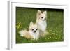 Two Long-Haired Chihuahuas Outside-null-Framed Photographic Print