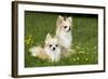 Two Long-Haired Chihuahuas Outside-null-Framed Photographic Print