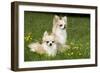 Two Long-Haired Chihuahuas Outside-null-Framed Photographic Print