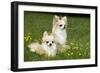 Two Long-Haired Chihuahuas Outside-null-Framed Photographic Print