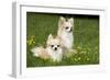 Two Long-Haired Chihuahuas Outside-null-Framed Photographic Print