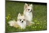 Two Long-Haired Chihuahuas Outside-null-Mounted Photographic Print