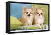 Two Long-Haired Chihuahuas Sitting on Cushions-null-Framed Stretched Canvas