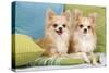 Two Long-Haired Chihuahuas Sitting on Cushions-null-Stretched Canvas