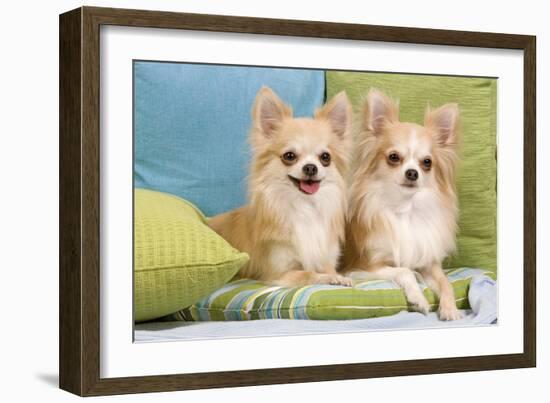 Two Long-Haired Chihuahuas Sitting on Cushions-null-Framed Photographic Print