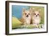 Two Long-Haired Chihuahuas Sitting on Cushions-null-Framed Photographic Print