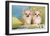 Two Long-Haired Chihuahuas Sitting on Cushions-null-Framed Photographic Print