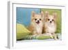 Two Long-Haired Chihuahuas Sitting on Cushions-null-Framed Photographic Print