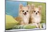 Two Long-Haired Chihuahuas Sitting on Cushions-null-Mounted Photographic Print