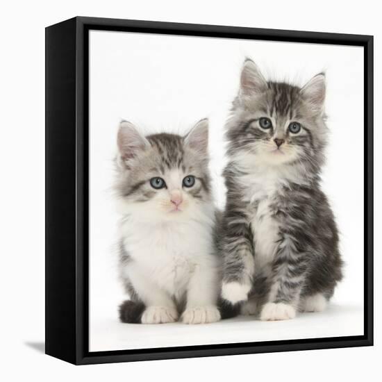 Two Maine Coon-Cross Kittens, 7 Weeks-Mark Taylor-Framed Stretched Canvas