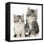 Two Maine Coon-Cross Kittens, 7 Weeks-Mark Taylor-Framed Stretched Canvas