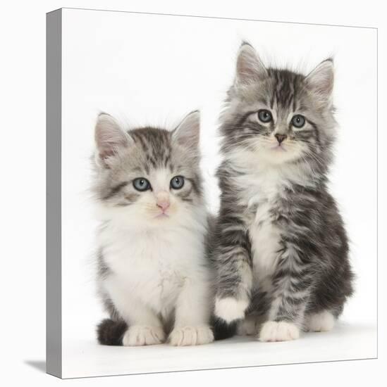 Two Maine Coon-Cross Kittens, 7 Weeks-Mark Taylor-Stretched Canvas