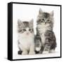 Two Maine Coon-Cross Kittens, 7 Weeks-Mark Taylor-Framed Stretched Canvas