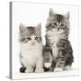 Two Maine Coon-Cross Kittens, 7 Weeks-Mark Taylor-Stretched Canvas