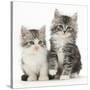 Two Maine Coon-Cross Kittens, 7 Weeks-Mark Taylor-Stretched Canvas