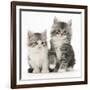 Two Maine Coon-Cross Kittens, 7 Weeks-Mark Taylor-Framed Photographic Print