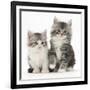 Two Maine Coon-Cross Kittens, 7 Weeks-Mark Taylor-Framed Photographic Print