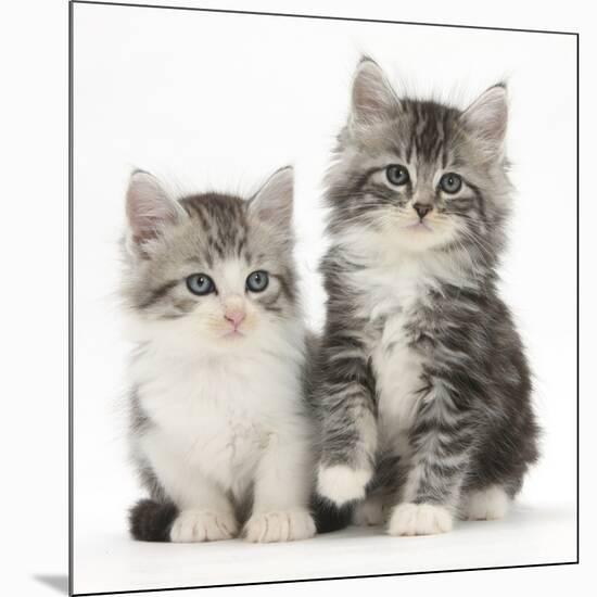 Two Maine Coon-Cross Kittens, 7 Weeks-Mark Taylor-Mounted Photographic Print