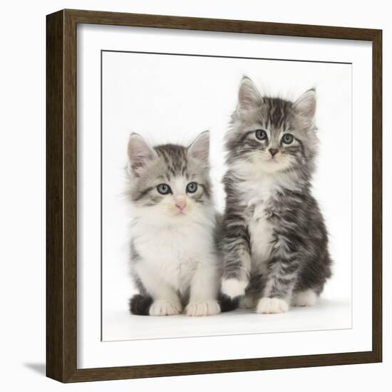 Two Maine Coon-Cross Kittens, 7 Weeks-Mark Taylor-Framed Photographic Print