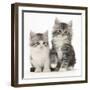 Two Maine Coon-Cross Kittens, 7 Weeks-Mark Taylor-Framed Photographic Print