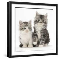 Two Maine Coon-Cross Kittens, 7 Weeks-Mark Taylor-Framed Photographic Print