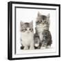 Two Maine Coon-Cross Kittens, 7 Weeks-Mark Taylor-Framed Photographic Print