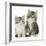 Two Maine Coon-Cross Kittens, 7 Weeks-Mark Taylor-Framed Photographic Print