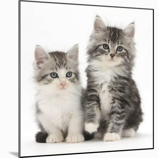 Two Maine Coon-Cross Kittens, 7 Weeks-Mark Taylor-Mounted Photographic Print