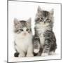 Two Maine Coon-Cross Kittens, 7 Weeks-Mark Taylor-Mounted Photographic Print
