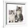 Two Maine Coon-Cross Kittens, 7 Weeks-Mark Taylor-Framed Photographic Print