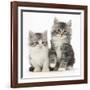 Two Maine Coon-Cross Kittens, 7 Weeks-Mark Taylor-Framed Photographic Print