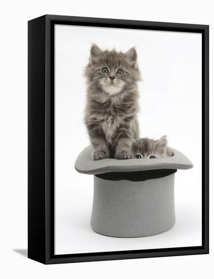 Two Maine Coon Kittens, 7 Weeks, in a Grey Top Hat-Mark Taylor-Framed Stretched Canvas